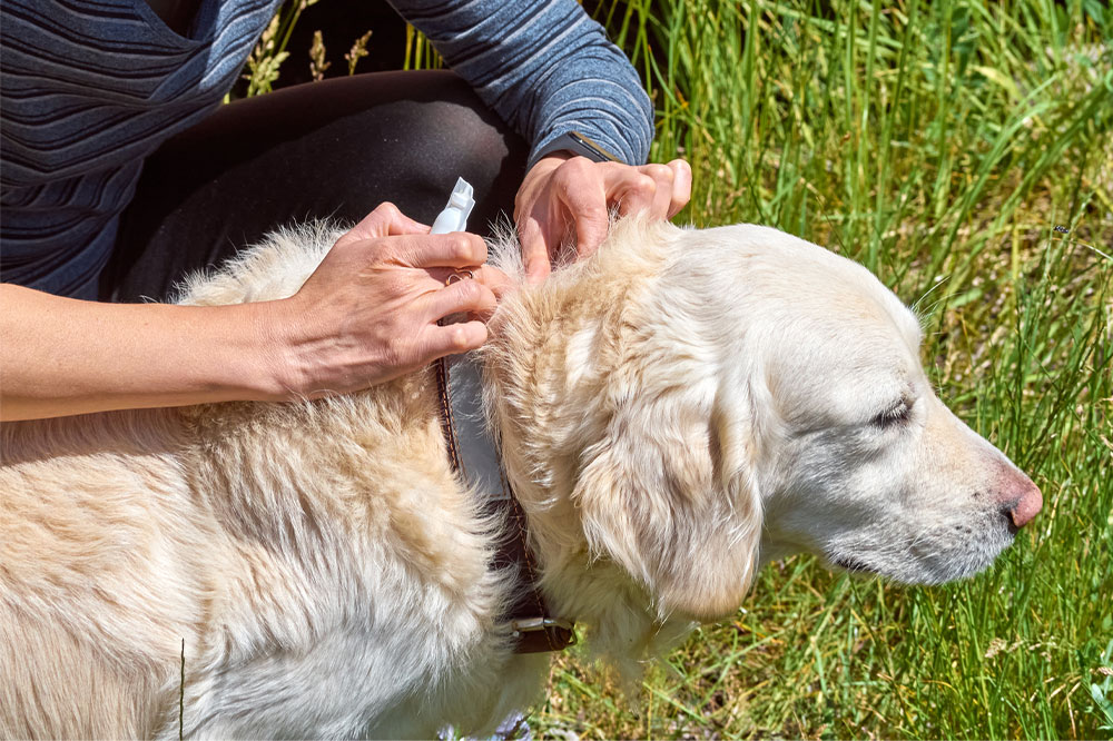 7 Products That Kill Ticks and Fleas on Dogs