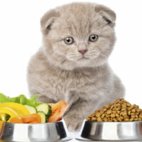Safe and Unsafe Fruits and Veggies to Feed Cats