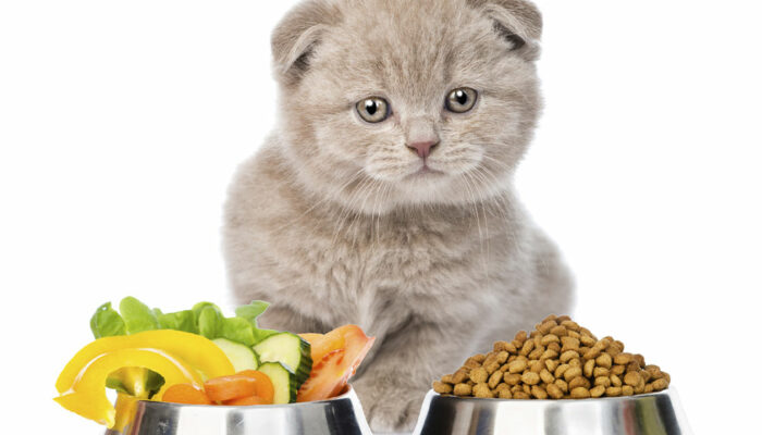 Safe and Unsafe Fruits and Veggies to Feed Cats