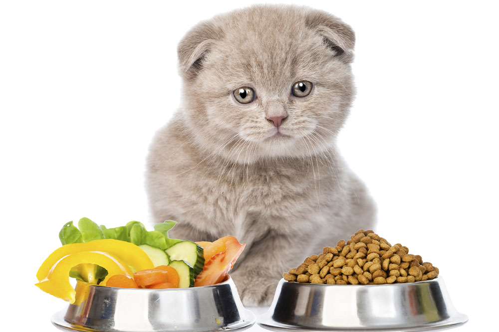 Safe and Unsafe Fruits and Veggies to Feed Cats