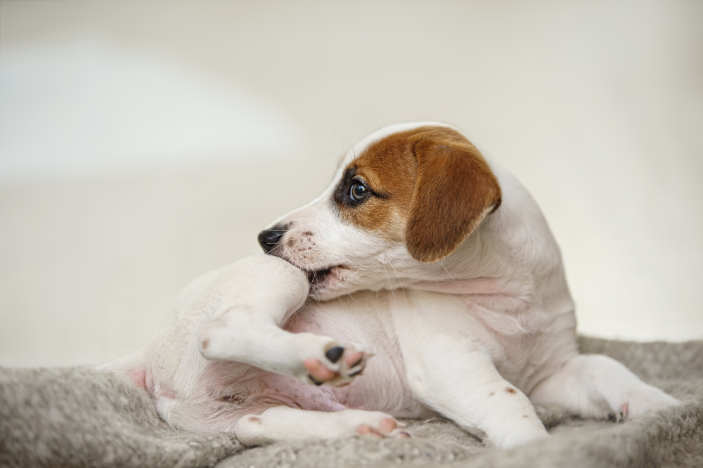 5 Indications of Food Allergies in Dogs