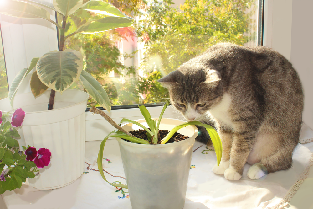 6 Toxic Houseplants for Cats